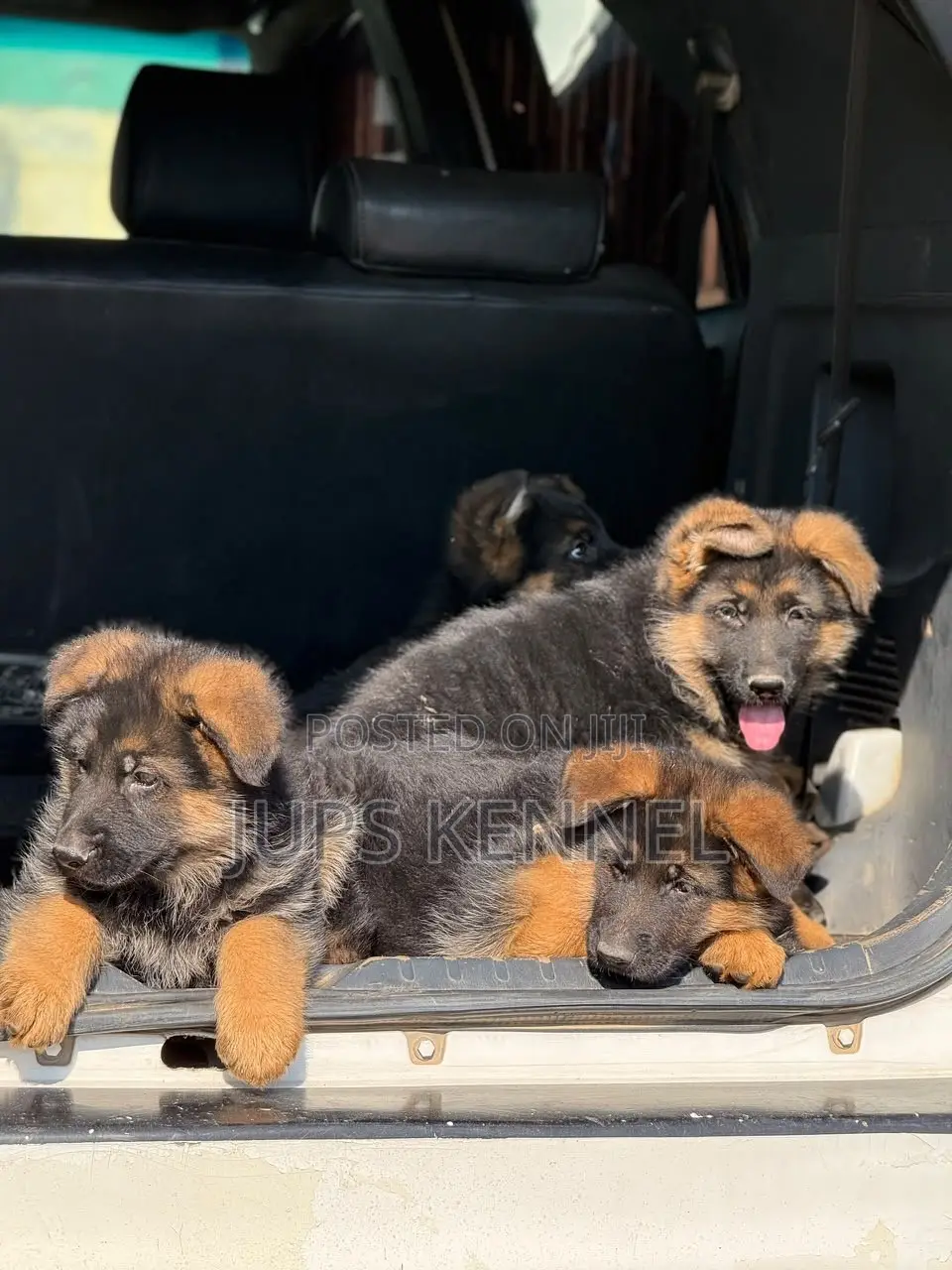 1-3 months Female Purebred German Shepherd