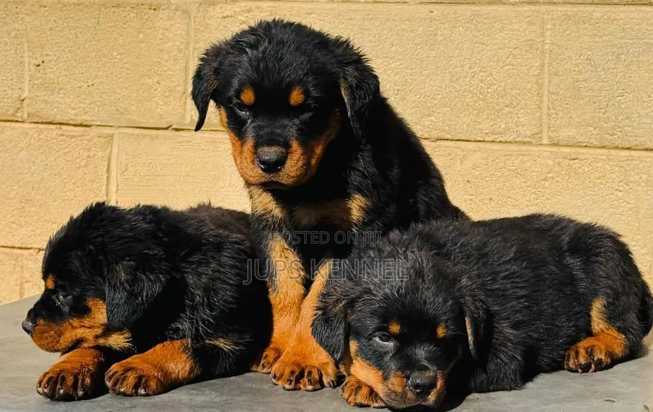 1-3 months Female Purebred Rottweiler