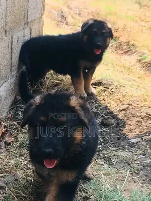1-3 months Male Purebred German Shepherd