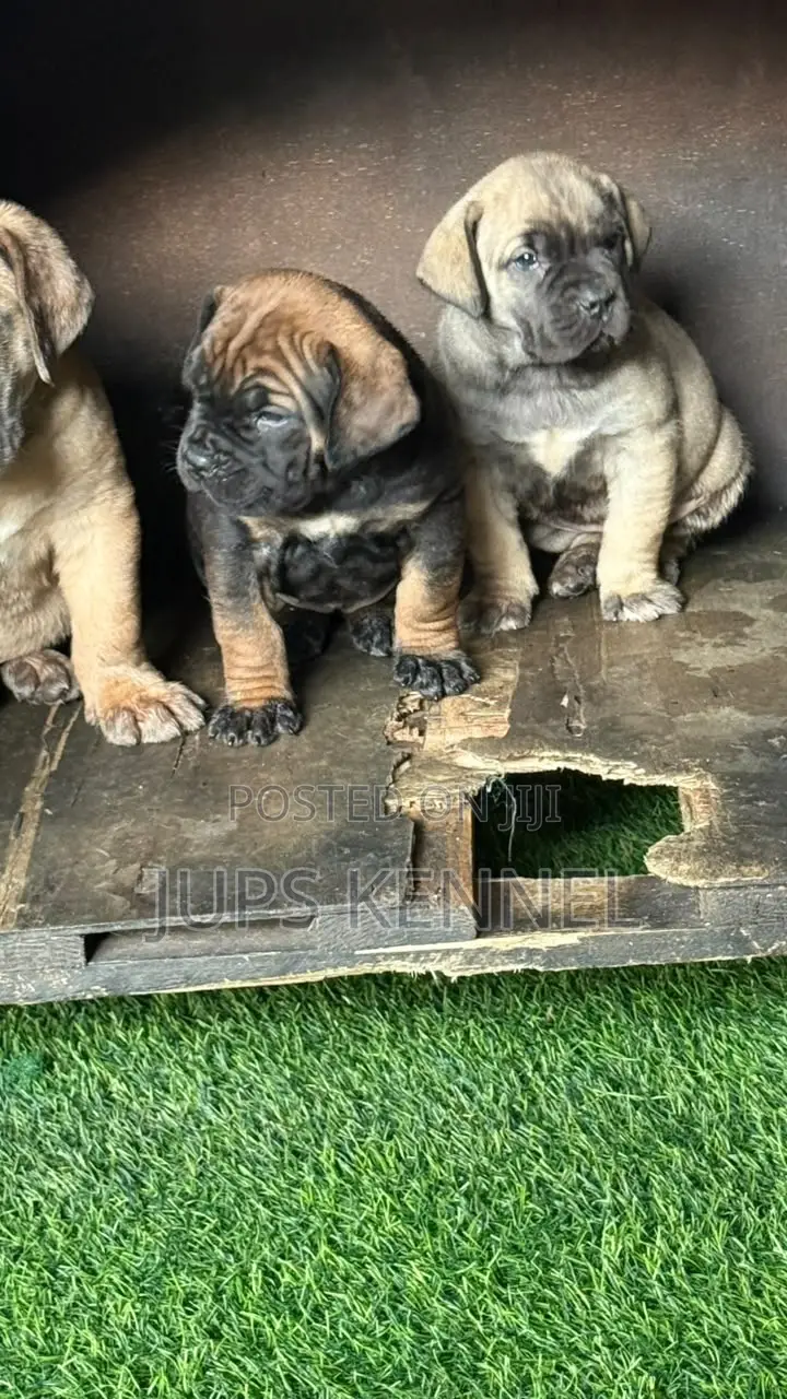 1-3 months Male Purebred Boerboel