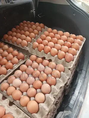 Fresh Eggs