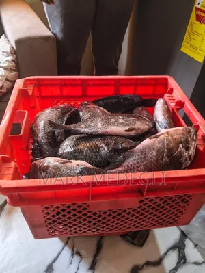 Fresh Tilapia for Sale in Tema 25