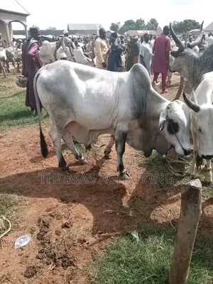 Strong Gudali
