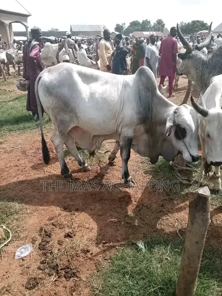 Strong Gudali