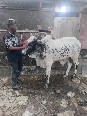 Healthy Gudali