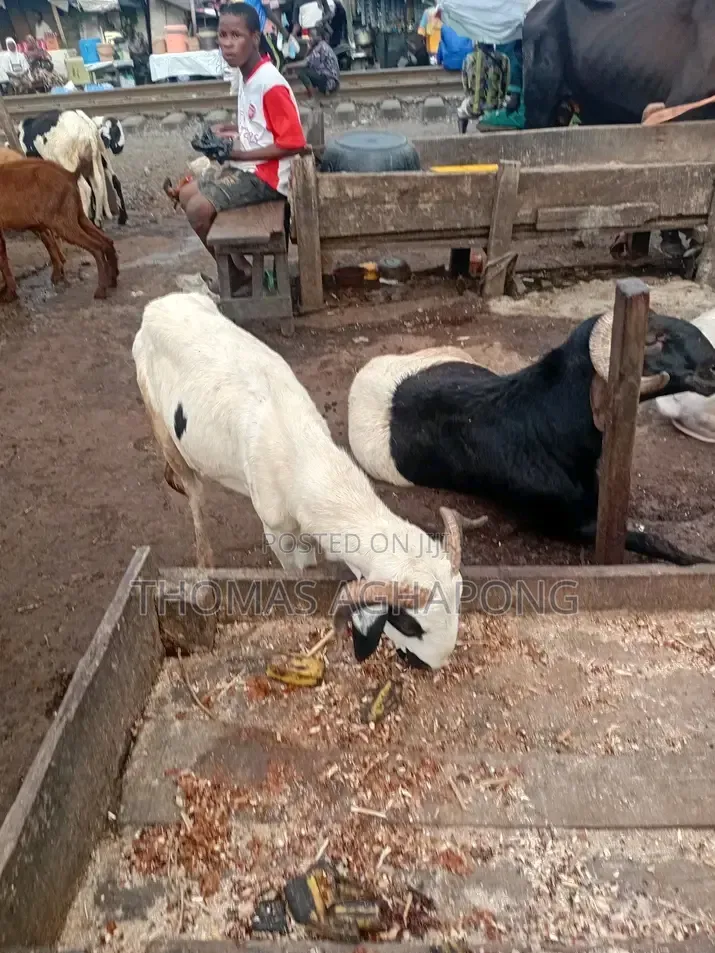 Healthy Sheep