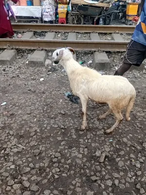 Healthy Sheep
