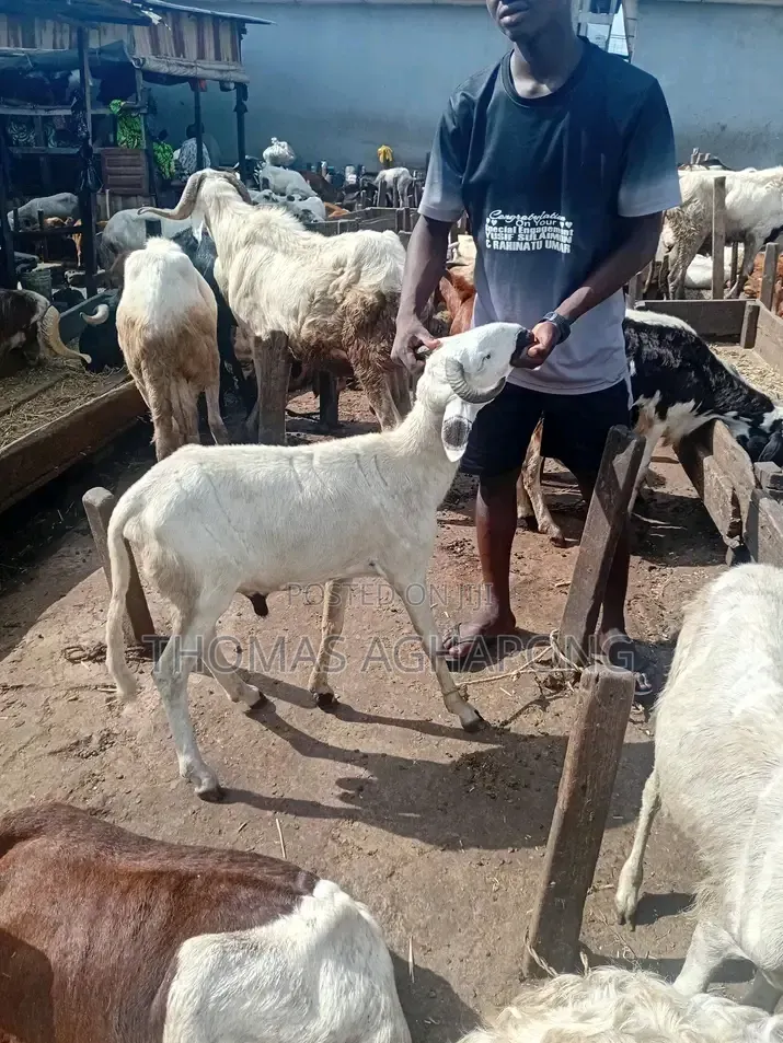 Healthy Sheep