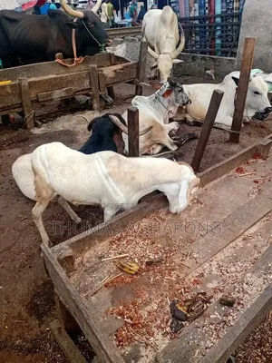 Healthy Sheep