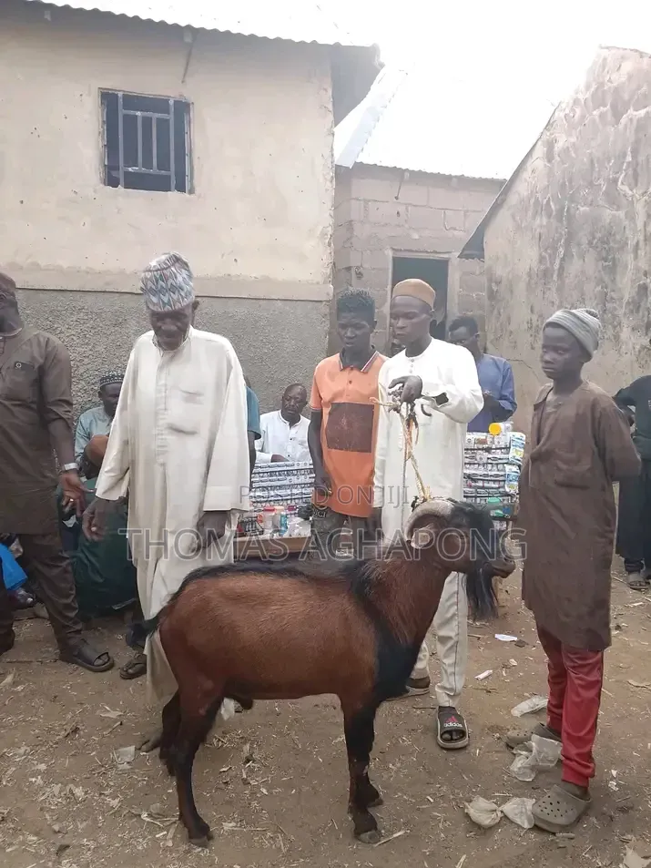 Strong Goat