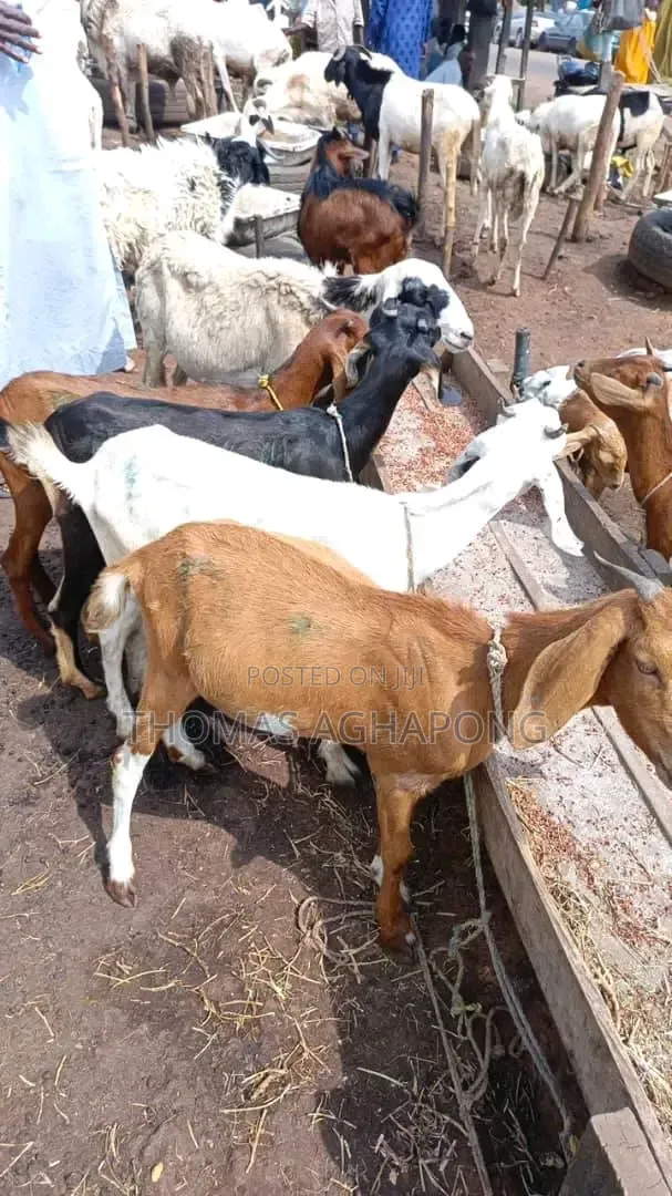 Strong Goat
