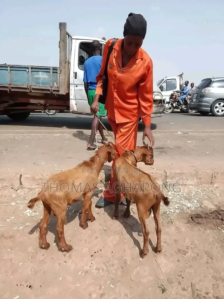 Strong Goat