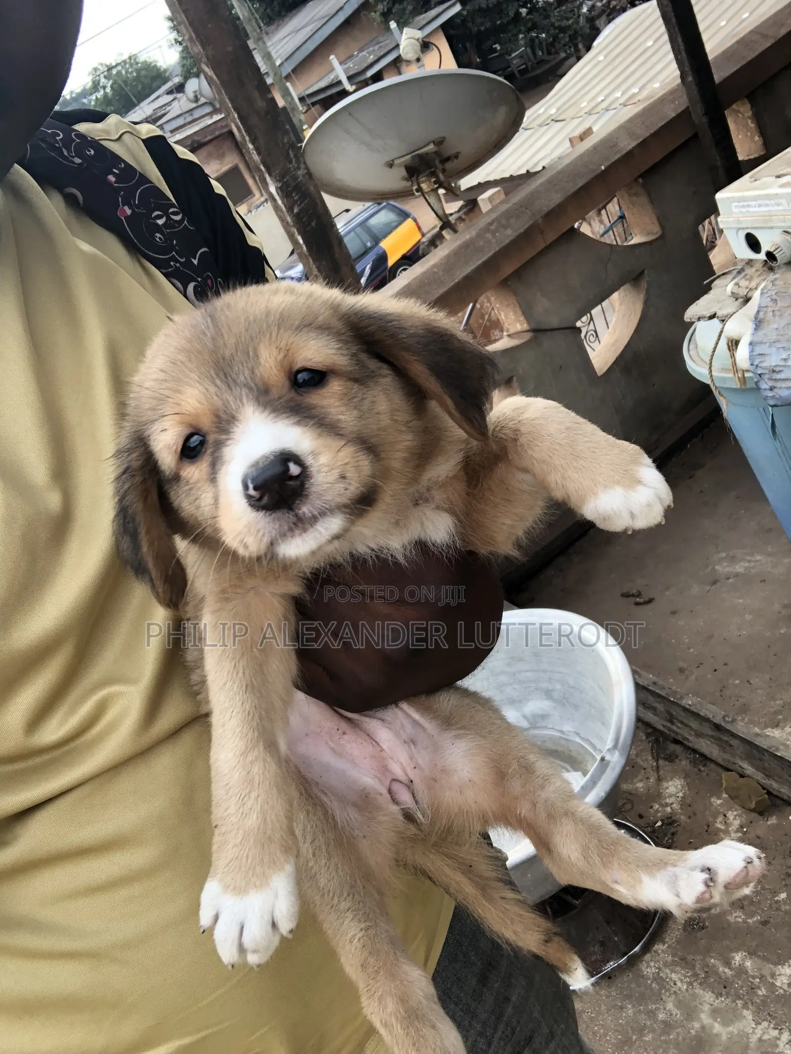1-3 months Male Purebred Dog