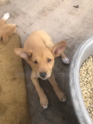 1-3 months Male Purebred Dog