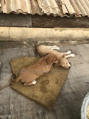 1-3 months Male Purebred Dog