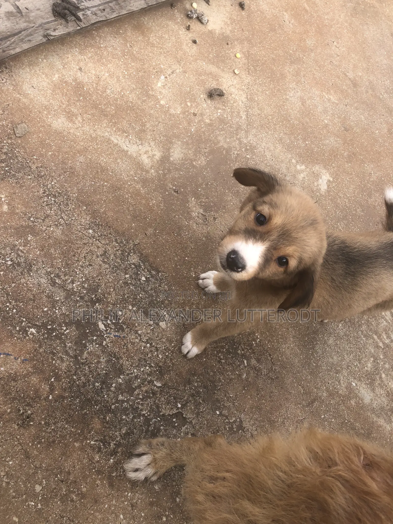 1-3 months Male Purebred Dog