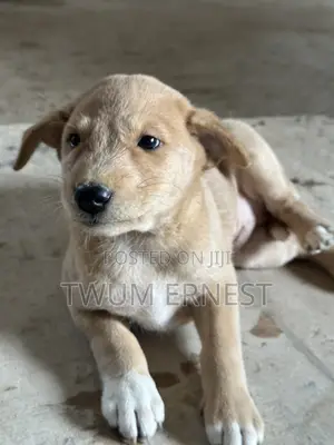 0-1 month Female Mixed Breed Dog
