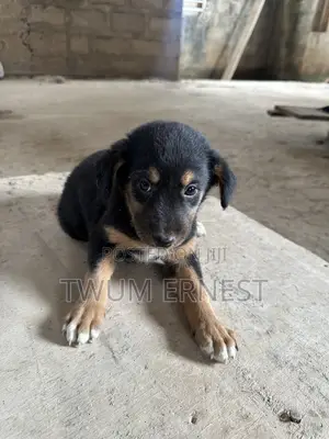 0-1 month Female Mixed Breed Dog