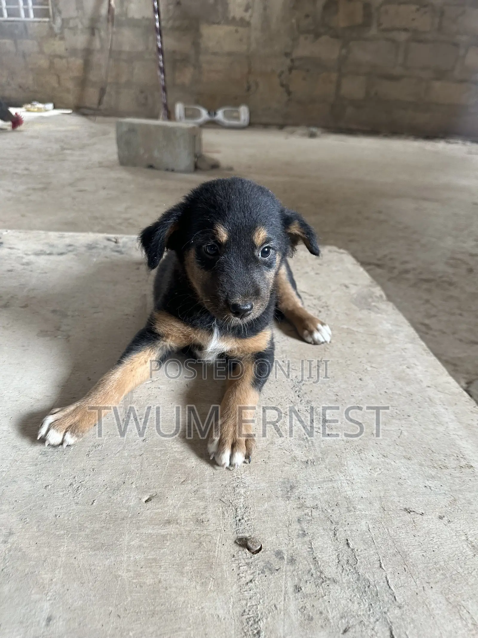 0-1 month Female Mixed Breed Dog