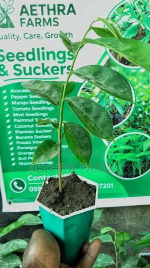 Healthy Jumbo Soursop Seedlings