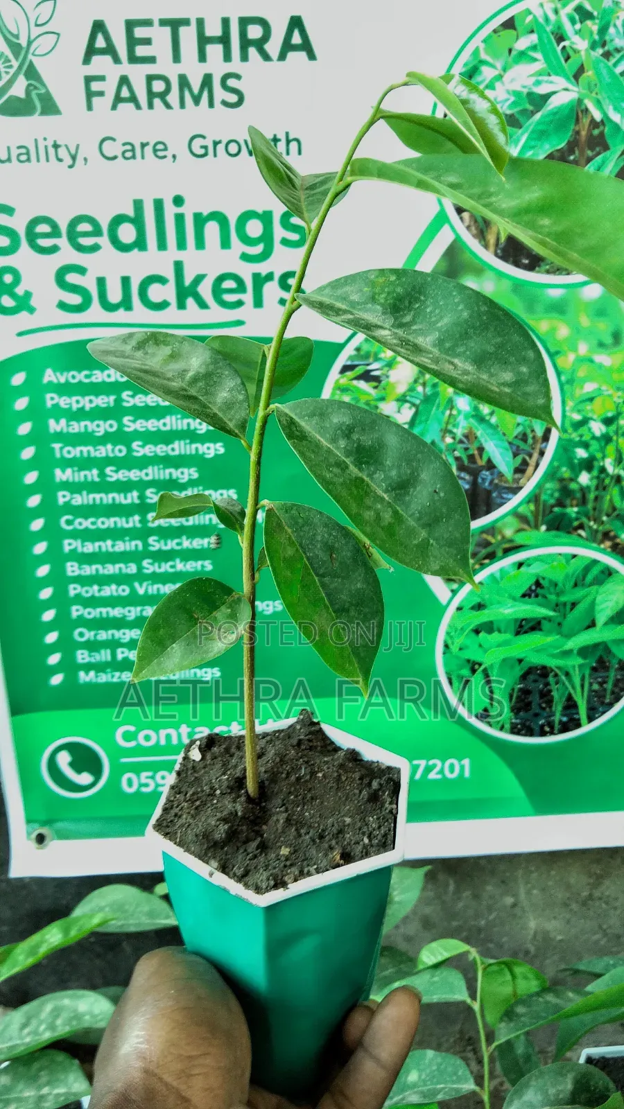 Healthy Jumbo Soursop Seedlings
