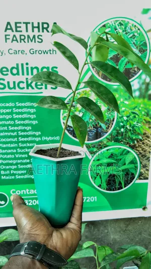 Healthy Jumbo Soursop Seedlings