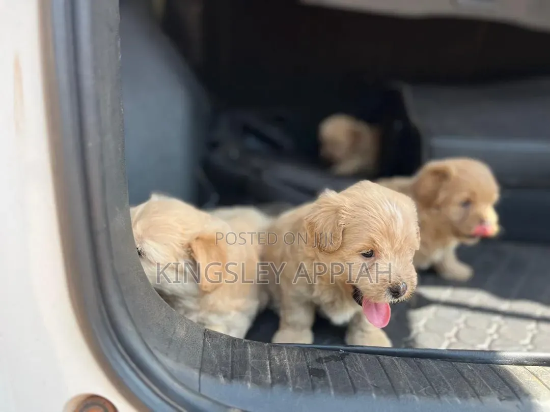 1-3 months Female Purebred Poodle