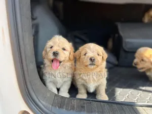 1-3 months Female Purebred Poodle