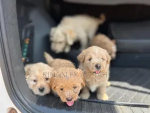 1-3 months Female Purebred Poodle