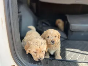 1-3 months Female Purebred Poodle