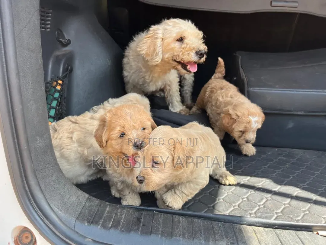 1-3 months Female Purebred Poodle