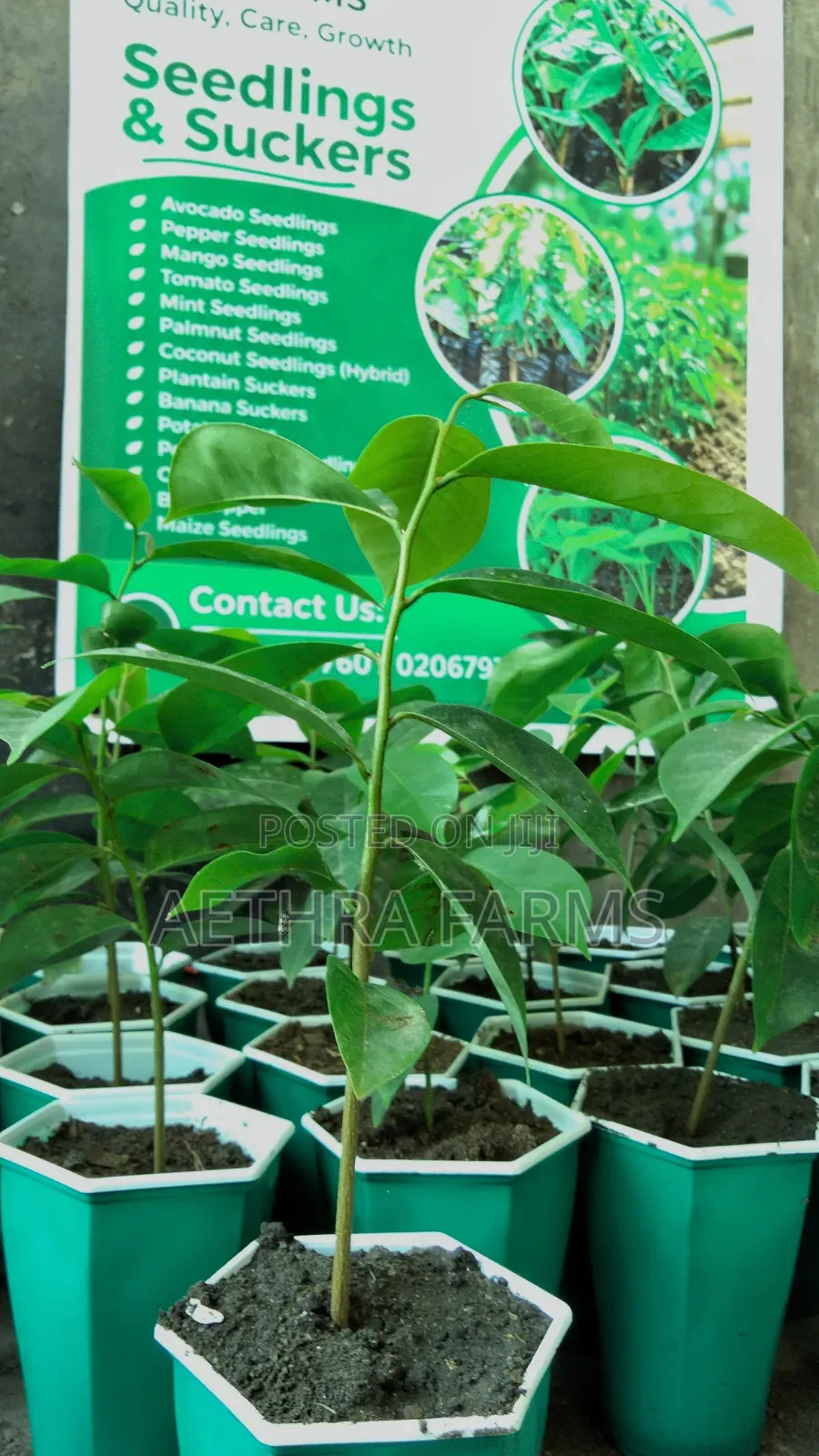 Healthy Jumbo Soursop Seedlings