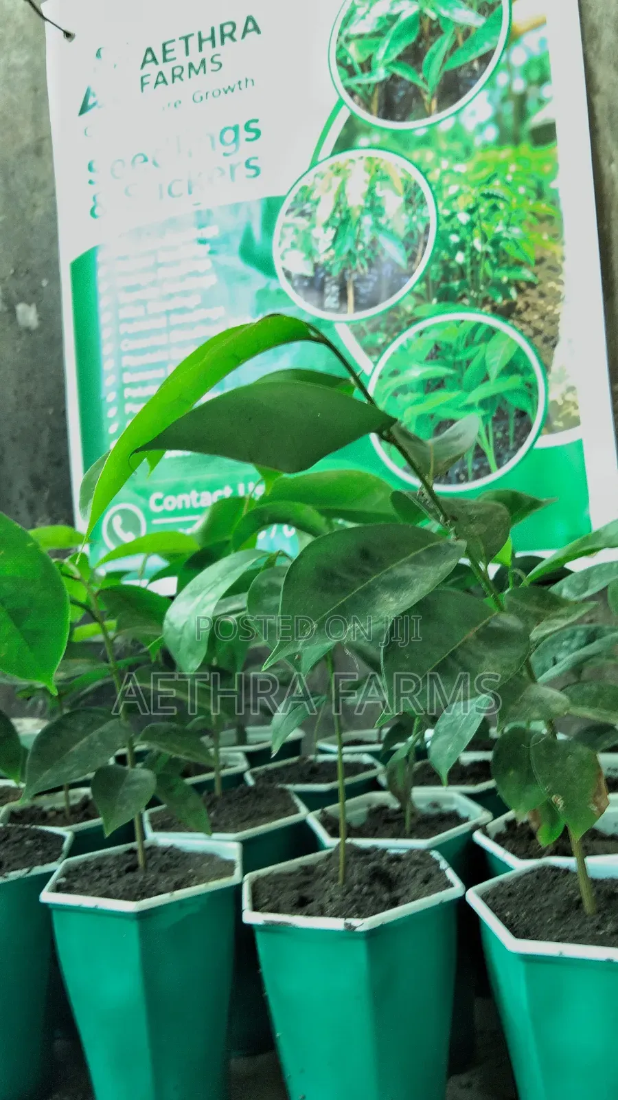 Healthy Jumbo Soursop Seedlings