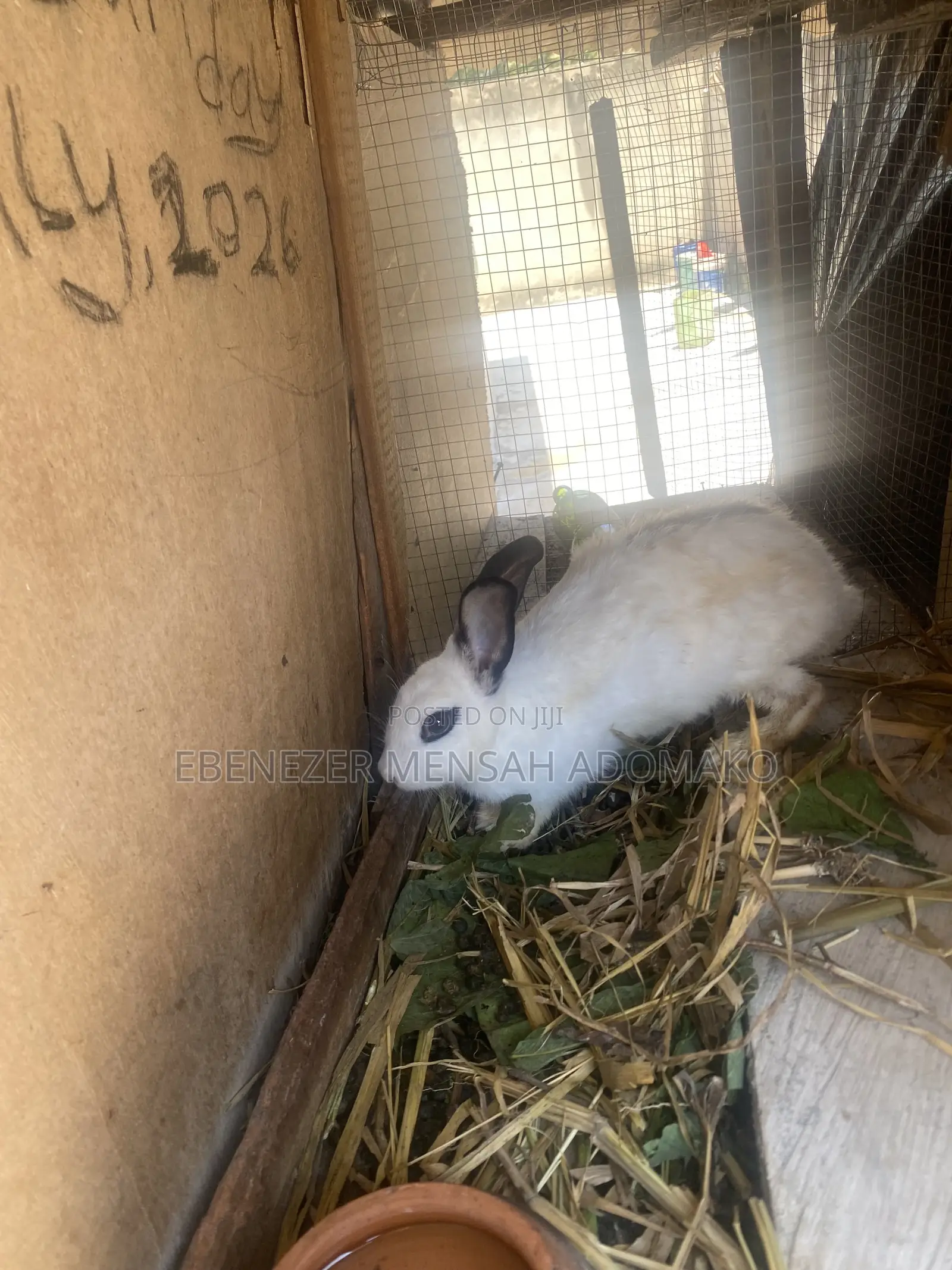 Good Rabbit Breed