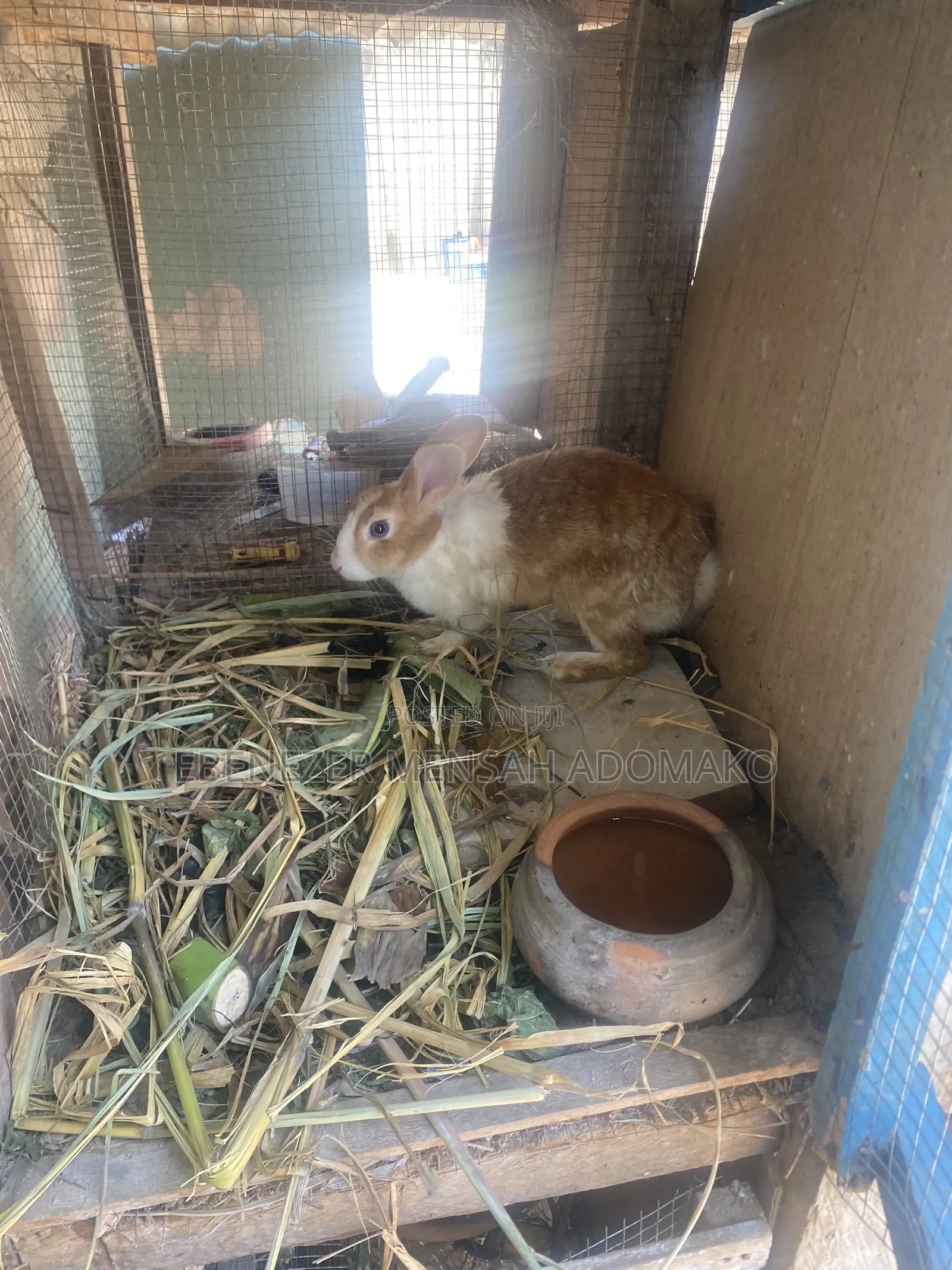 Good Rabbit Breed