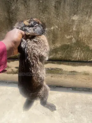 Good Rabbit Breed