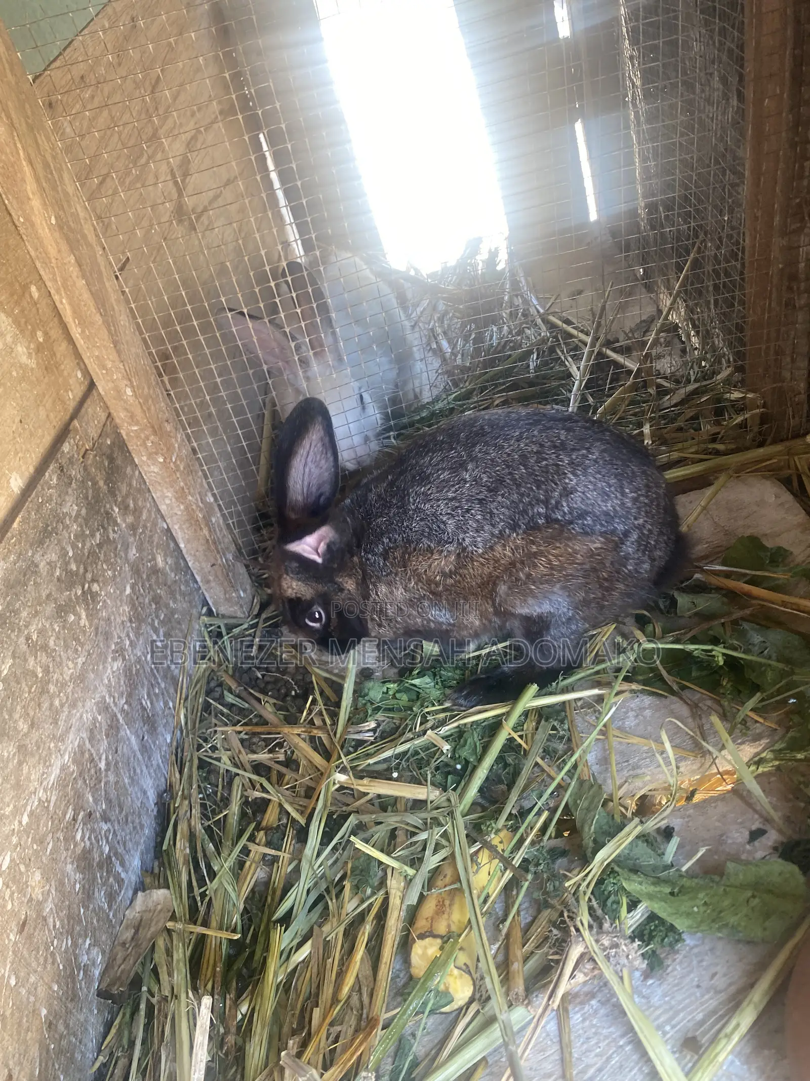Good Rabbit Breed
