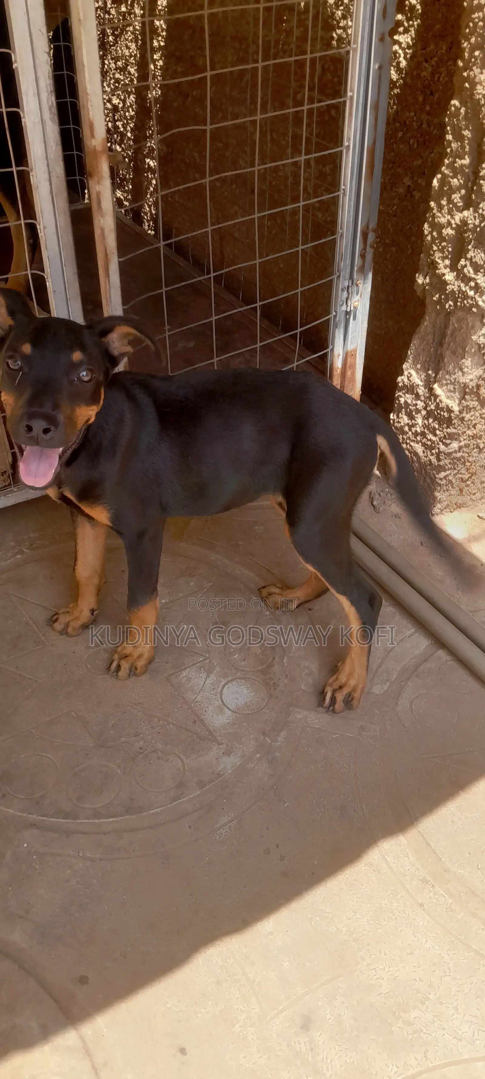 6-12 months Female Mixed Breed German Shepherd