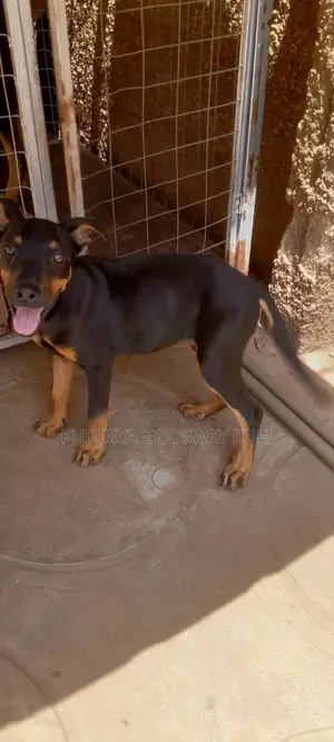 6-12 months Female Mixed Breed German Shepherd