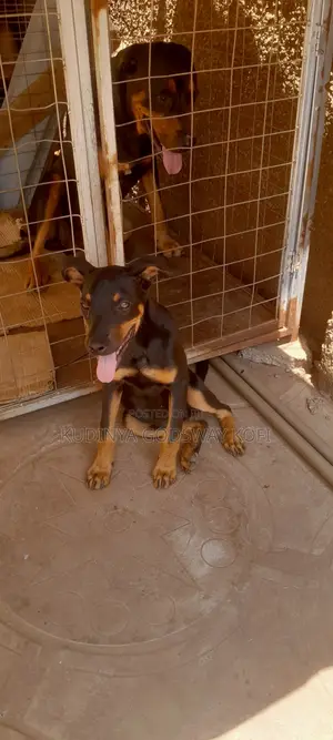 6-12 months Female Mixed Breed German Shepherd