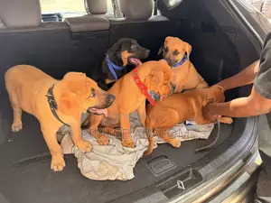 1-3 months Male Mixed Breed Rottweiler