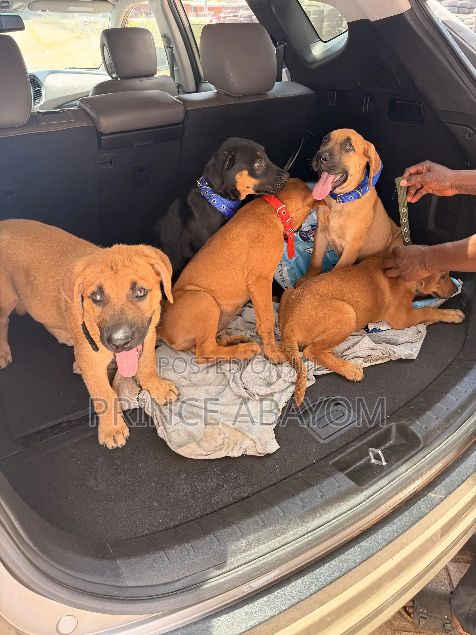 1-3 months Male Mixed Breed Rottweiler