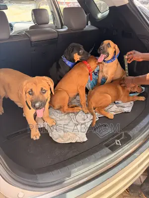 1-3 months Male Mixed Breed Rottweiler