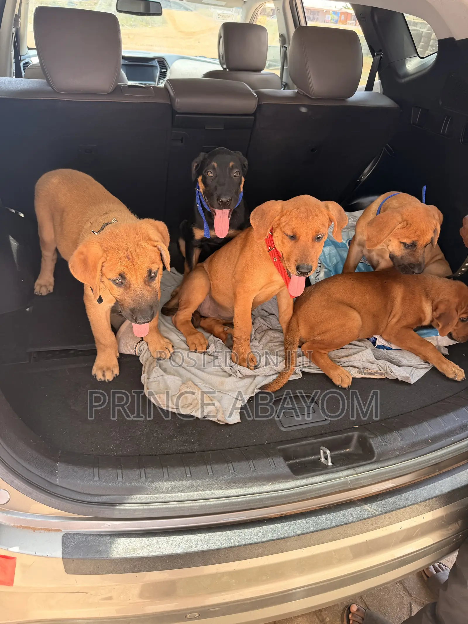 1-3 months Male Mixed Breed Rottweiler