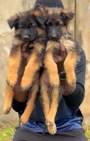 1-3 months Male Purebred German Shepherd