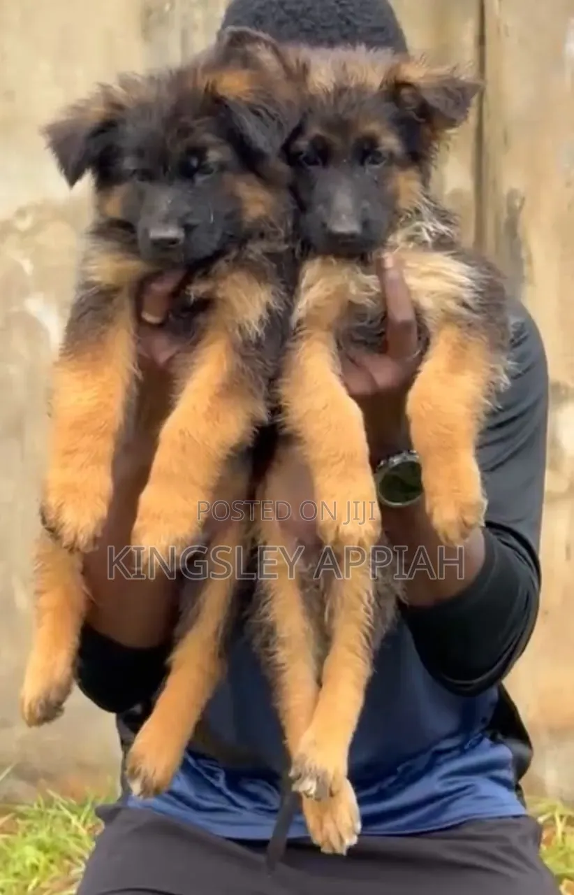 1-3 months Male Purebred German Shepherd