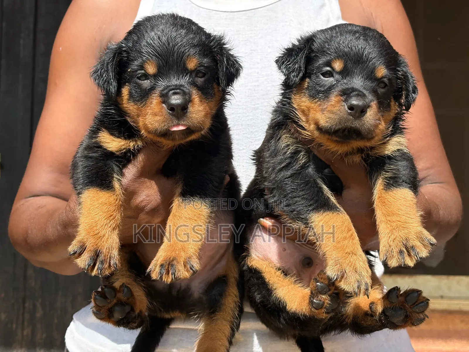 1-3 months Male Purebred Rottweiler