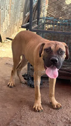 3-6 months Male Purebred Boerboel