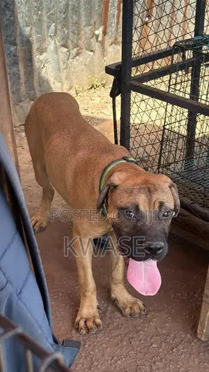 3-6 months Male Purebred Boerboel