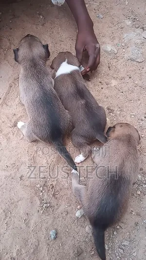 1-3 months Female Mixed Breed Dog